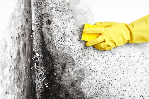 Trusted Elmsford, NY Mold Removal Experts