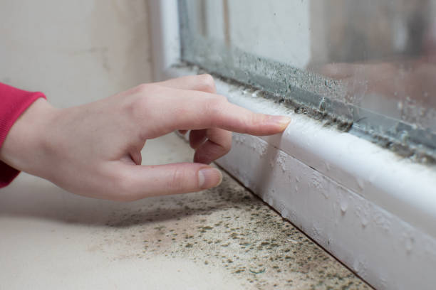 Best Mold Documentation for Insurance Claims  in Elmsford, NY