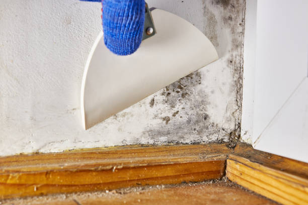 Best Environmental Consulting for Mold Prevention  in Elmsford, NY