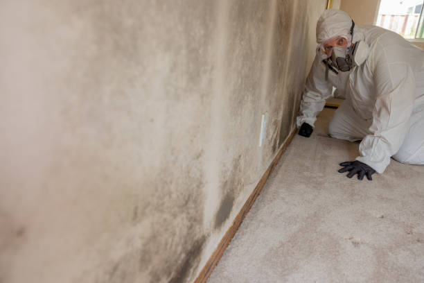 Forensic Mold Investigation in Elmsford, NY